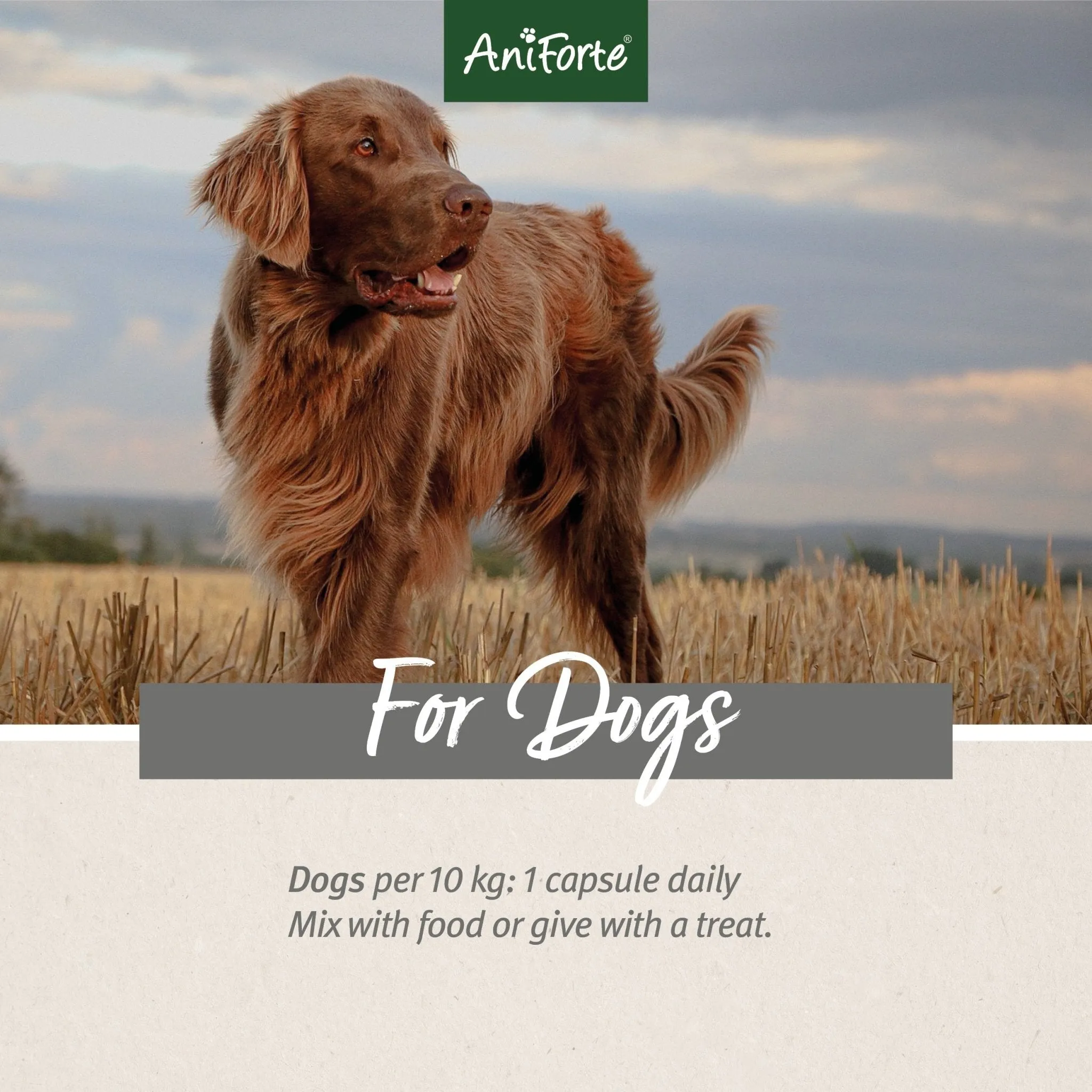 Green Lipped Mussel Capsules for Dogs - Joint Support Supplement