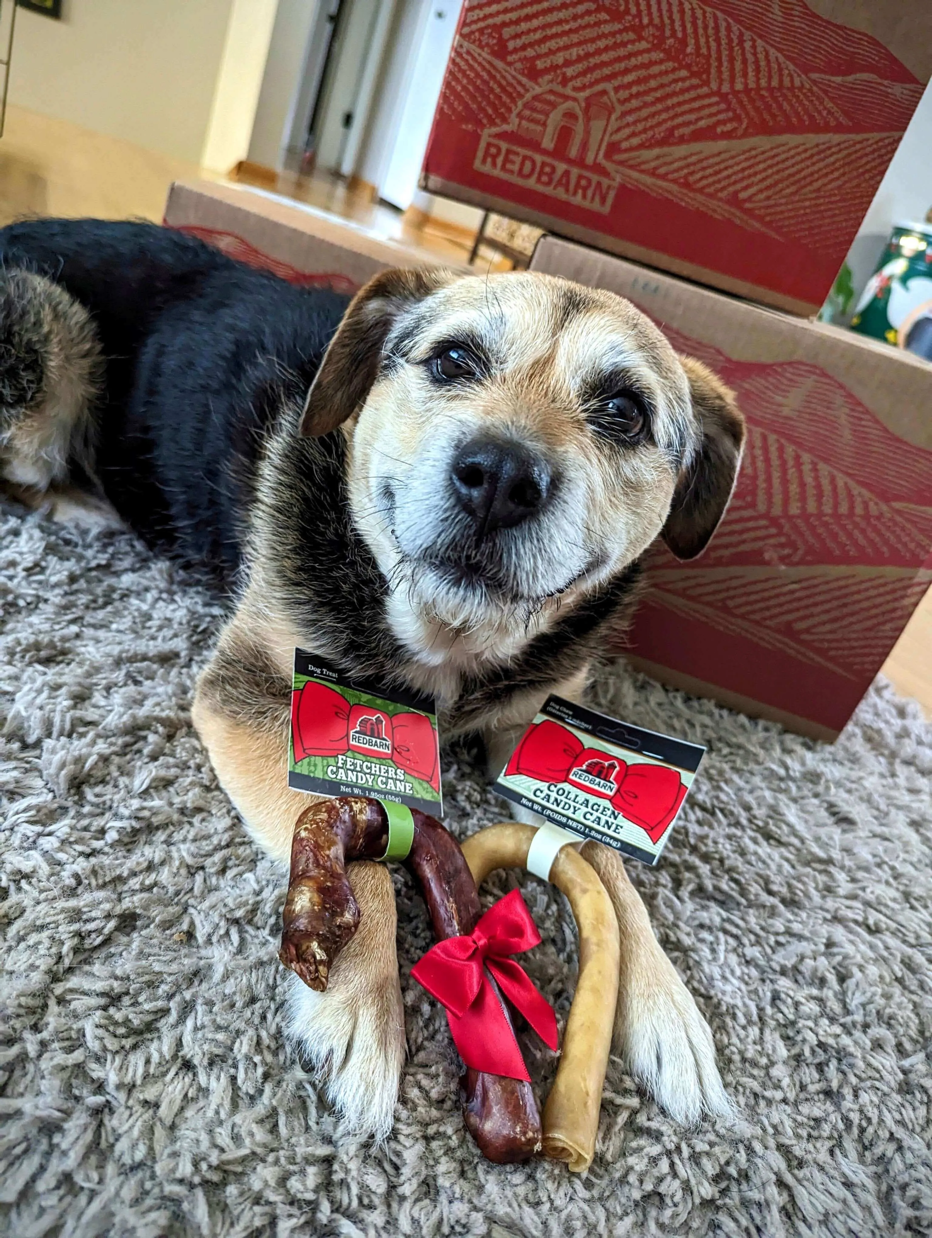 New Dog Holiday Value Pack