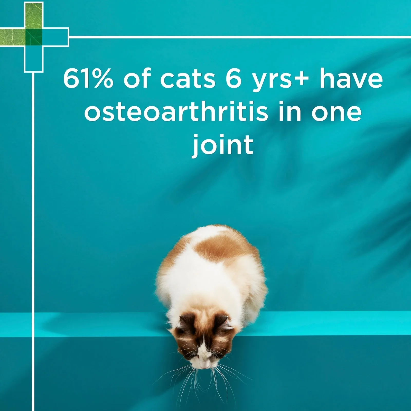 PAW by Blackmores Osteosupport Joint Care Powder Capsules for Cats 60 Pack