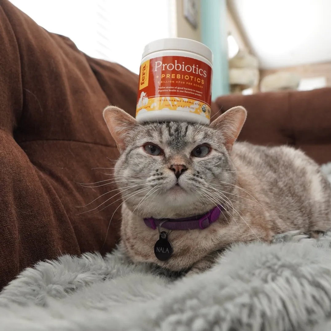 Senior Cat Bundle