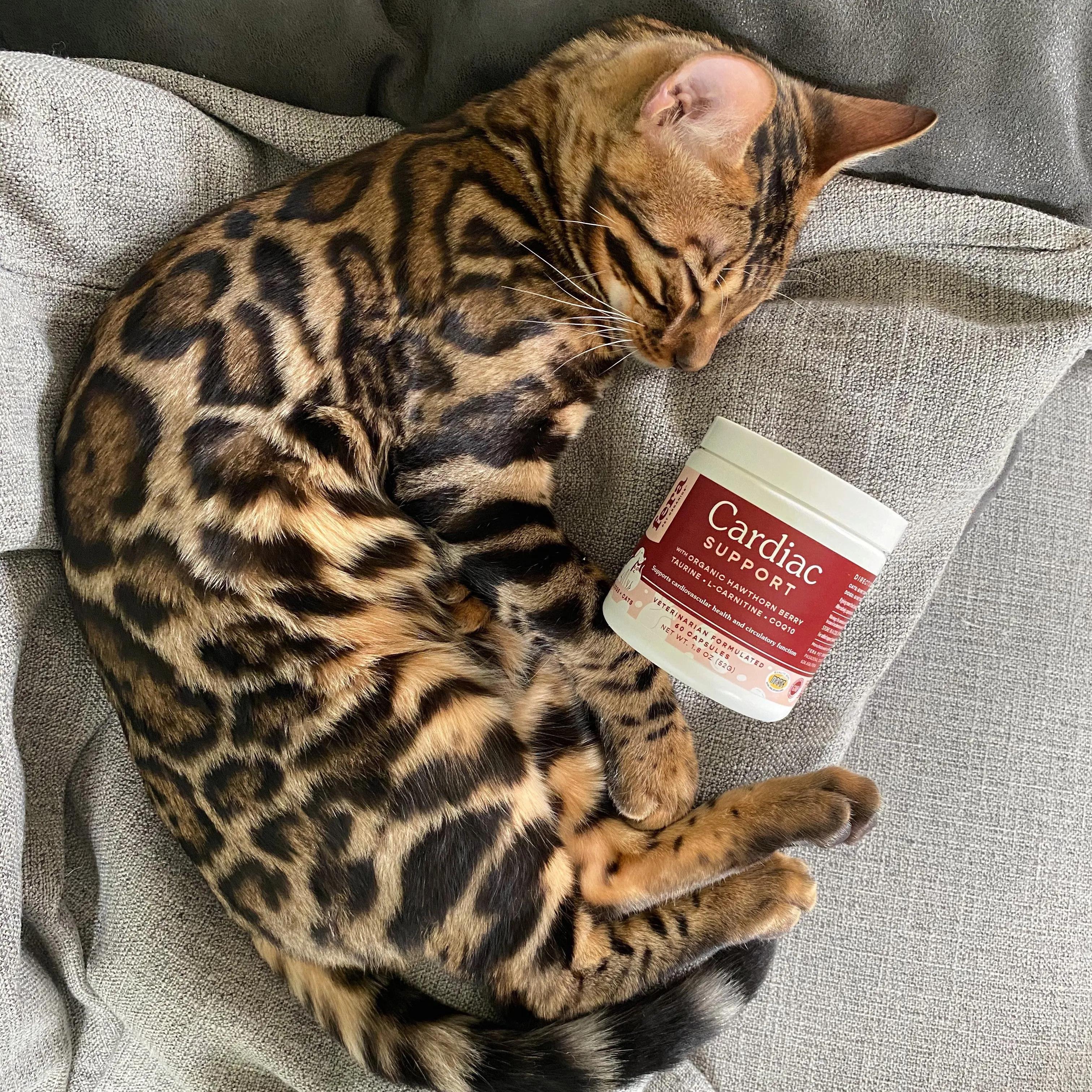 Senior Cat Bundle