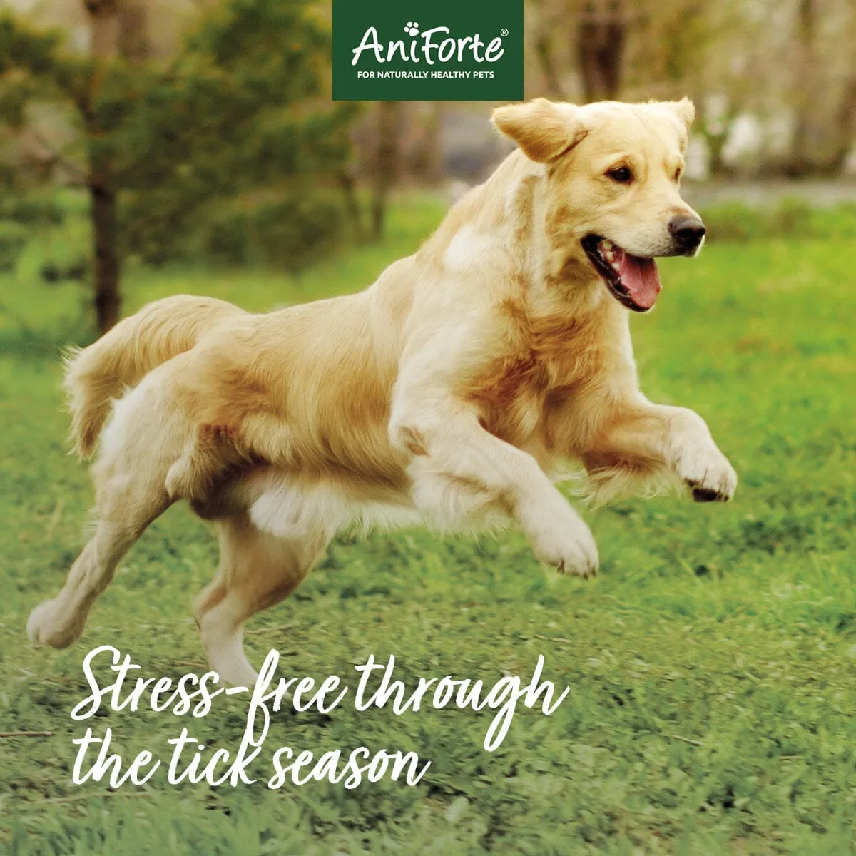 Tick Shield for Dogs - 60 Capsules